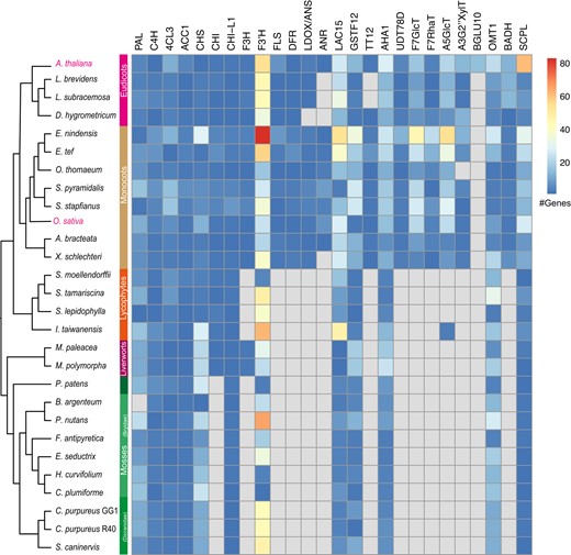 Summarized presence and absence analyses of genes participating the flavonoid biosynthesis based on the “Homolog Search” function implemented in the “Drying without Dying” database. The summarized analyses demonstrated wide-spread absence of canonical genes encoding enzyme that are essential for the anthocyanin biosynthesis in bryophytes and lycophytes. Functions of key enzymes are listed below. PAL, phenylalanine ammonia-lyase; C4H, cinnamic acid 4-hydroxylase; 4CL3, 4-coumaric acid: CoA ligase; ACC1, acetyl-CoA carboxylase; CHS, chalcone synthase; CHI, chalcone isomerase; F3H, flavanone 3-hydroxylase; F3′H, flavonoid 3′-hydroxylase; FLS, flavonol synthase; DFR, dihydroflavonol reductase; LDOX/ANS, leucoanthocyanidin dioxygenase/anthocyanidin synthase; ANR, anthocyanidin reductase; LAC15, laccase; GSTF12, glutathione S-transferase; TT12, multi-drug and toxic efflux (MATE) transporter; AHA10, P-type H+-ATPase; UGT, UDP-dependent glycosyltransferases; BGLU10, anthocyanin 3-O-6″-O-coumaroylglucoside: glucosyltransferase; GlcT, glucosyltransferase; RhaT, rhamnosyltransferase; OMT1, methyltransferase; A5GIcMaIT, anthocyanin malonyltransferase (BADH); A3GlcCouT, anthocyanin coumaroyltransferase (BADH); SCPL, anthocyanin sinapoyltransferase. The phylogenetic relationships were depicted as unscaled cladograms.