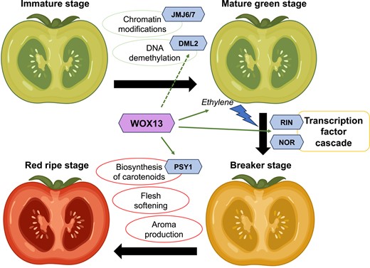 Summary of the role of SlWOX13 in tomato fruit ripening. The transcription factor SlWOX13 is highlighted in the center of the schematic, and other genes are represented by hexagons. Molecular and physiological changes are circled.