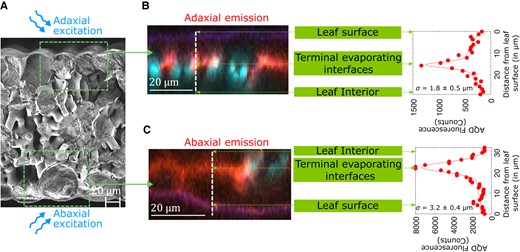 Localization of AquaDust optical signal. A) to C) Cryo-SEM micrograph of a A) maize leaf cross-section and the depth profile of acceptor dye emission (580 ± 10 nm) from fluorescence confocal cross-sections through B) adaxial and C) abaxial surfaces of maize leaf. Native autofluorescence from cytosol, cuticle, and chloroplast is false-colored as blue and AQD fluorescence is false-colored as red. See Supplementary Movie S1 for top-view, z-stack confocal micrographs.
