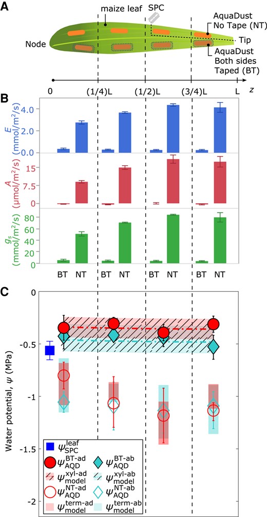 AquaDust measurements with controlled transpiration along the length of the maize leaf. A) Diagram of maize leaf with eight regions infiltrated with AquaDust (orange shaded) and either without any tape on either side (NT) or covered on both sides with impermeable tape (BT). One SPC measurement was performed on a whole leaf (cut at the indicated position) at the end of experiment. At the end of the experiment, one SPC measurement was taken on the leaf tissue. This tissue was excised by cutting along the dashed lines labeled with a diagram of a razor blade (see Materials and Methods for details). B) Transpiration rate (E, mmol/m2/s), assimilation rate (A, μmol/m2/s), and stomatal conductance (gs,mmol/m2/s) in each zone on BT or NT regions (n=4, error bars represent standard error). C) Potentials measured with AquaDust (n = 4, error bars represent standard error) on the adaxial side for NT and BT regions (ψAQDNT−ad and ψAQDBT−ad) and abaxial side for NT and BT regions (ψAQDNT−ab and ψAQDBT−ab) compared to model predictions of xylem water potential (ψmodelxyl—shaded) and terminal water potential (ψmodelterm—unshaded). Model predictions are based on a hydraulic resistance framework that partitions resistance between xylem and outside xylem tissues. Refer to Supplementary Fig. S1, and Jain et al. (2021) for model details.