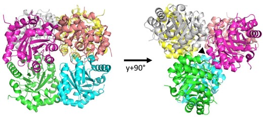 Crystal structure of ribulose-5-phosphate 3-epimerase isoform 1 from CrRPE1. Quaternary structure of CrRPE1. Subunits of the homo-hexamer are colored. Dimer pairs are colored in green-blue, magenta-salmon, and yellow-white. Trimerization axis is represented with a triangle on the right.