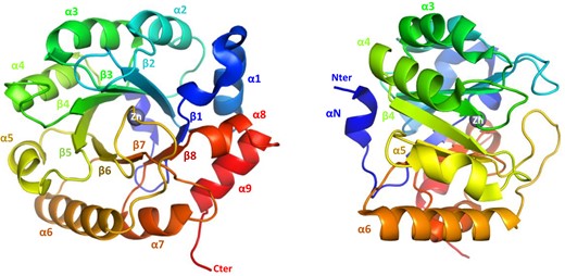 CrRPE1 folding. Main chain is traced in cartoon colored from blue (amino-terminus) to red (carboxy-terminus). Secondary structure elements are annotated. A zinc ion is placed in the center top of the β-barrel.