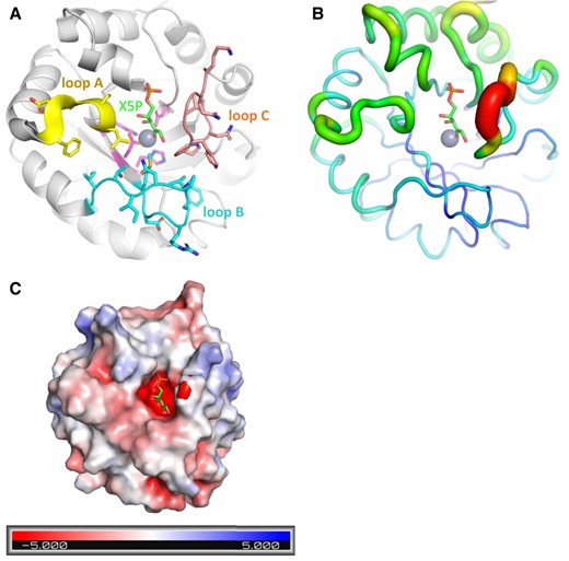 CrRPE1 active site model. A) Cartoon representation of CrRPE1 main chain. Zinc ion is represented as a gray sphere. Xu5P position was inferred by alignment of CrRPE1 structure with that of Homo sapiens RPE co-crystallized with Xu5P (3OVR (Liang et al. 2011)). Loops A, B, and C surrounding the active site are colored yellow, cyan, and teal with residue side chains represented in sticks. B) Local mobility of CrRPE1 is represented by crystallographic B-factors: thin and blue ribbon represents low B-factors, while large and red ribbon represents high B-factors. C) CrRPE1 electrostatic surface calculated by PyMOL APBS (Jurrus et al. 2018) is represented in a gradient from blue (electropositive) to red (electronegative).