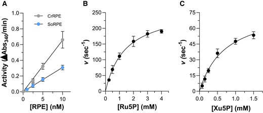 In vitro enzymatic activity of CrRPE1 and SoRPE. A) Linear dependence of PPP-related activity on CrRPE1 concentration expressed as ΔAbs340/min. The data are represented as mean ± SD. (n = 3). B) Variation of apparent turnover number (s−1) catalyzed by 5 nM CrRPE1 in the presence of varying Ru5P concentrations (0–4 mM). C) Variation of apparent turnover number (s−1) catalyzed by 5 nM CrRPE1 in the presence of varying Xu5P concentrations (0–1.5 mM). For panels B) and C), turnover represents moles of NADPH oxidized/s in the presence of 1 mol of CrRPE1. The data are represented as mean ± SD (n = 3). The best fit was obtained using the Michaelis–Menten equation.
