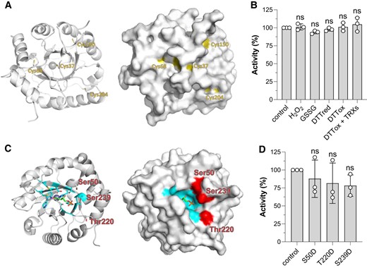 Post-translational modification sites of CrRPE1. A) Cartoon (left) and surface (right) representation of the protein main chain with potential cysteine redox sites highlighted in yellow. B) Determination of redox sensitivity of CrRPE1 after treatment with oxidizing and reducing compounds (see “Material and Methods” for further details). Control activity was set to 100% and used to calculate the percentage of residual activity of CrRPE1 after incubation (60 min) in the presence of reducing or oxidizing conditions. The data are represented as mean ± SD (n = 3). Statistical analysis was performed using one-way ANOVA followed by Tukey's post-hoc test for multiple comparisons. P values reported on graphs as follows: *P ≤ 0.05, **P ≤ 0.01, ns: not significant. C) Cartoon (left) and surface (right) representation of the protein main chain with phosphorylation target amino acids side chains highlighted in red. Xu5P substrate was modeled by alignment with structure 3OVR as in Fig. 3. Residues at 4 Å from Xu5P are colored in cyan. D) Determination of specific activities of phospho-mimicking CrRPE mutants. Purified recombinant CrRPE1 mutants bearing negatively-charged aspartate residues replacing Ser50, Thr220, or Ser239 were assayed monitoring the PPP-related activity (Ru5P to Xu5P conversion). Activity of WT CrRPE1 was set to 100% and used to calculate the percentage of activity of CrRPE1 mutants. The mutant data are represented as mean ± SD (n = 3). Statistical analysis was performed using one-way ANOVA followed by Tukey's post-hoc test for multiple comparisons. P values reported on graphs as follows: *P ≤ 0.05, **P ≤ 0.01, ns: not significant.