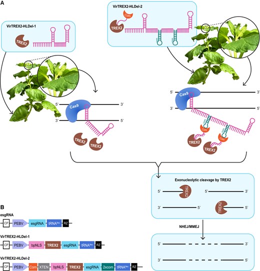 Overview of methods to create heritable multinucleotide deletions. A) In the VirTREX2-HLDel-1 approach, TRV vectors deliver through infection the TREX2, esgRNA, and RNA mobility enhancer tRNAIleu. In the VirTREX2-HLDel-2 approach, 2 copies of the RNA aptamer com are cloned to the 3′ end of the esgRNA. The engineered com-crRNA scaffold can recruit its cognate RNA-binding protein Com fused with TREX2 to Cas9 target sites. The Com-com recruiting system and tRNAIleu are cloned into TRV vectors. The VirTREX2-HLDel is delivered to Cas9 transgenic plants. As TRV moves systemically throughout the plant, Cas9/esgRNA creates a DSB to target site. The end-processing enzyme TREX2 can resect the DSB and create multinucleotide deletions. DSBs with deletions are repaired through the NHEJ or MMEJ pathways. The resulting multinucleotide deletions are transmitted to the next generation. B) Schematic of TRV vectors expressing TREX2 and an esgRNA fused to tRNAIleu. CP, coat protein; PEBV, pea early browning virus subgenomic promoter; bpNLS, bipartite NLS; XTEN, a 16-aa linker; RZ, terminating ribozyme.