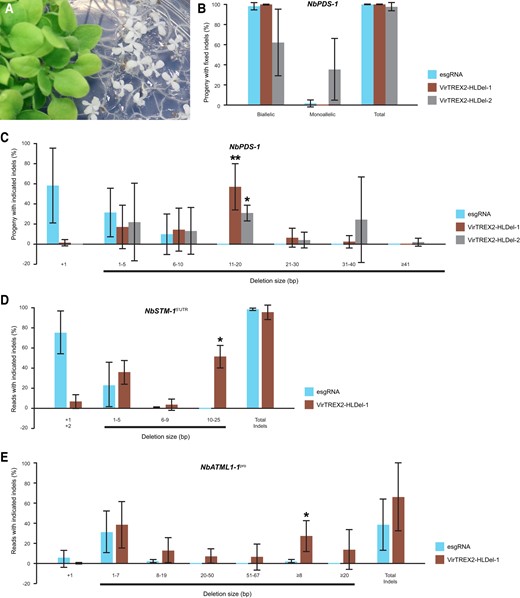 Heritable multinucleotide deletions in protein-coding genes and cis-regulatory elements in N.benthamiana. A) Albino phenotypes of the NbPDS knockout progeny from the infected parental plant. B) The frequency of heritable gene editing at NbPDS-1 in M1 seedlings. C) The frequency of heritable multinucleotide deletions at NbPDS-1 in M1 seedlings. NbPDS-1, Niben101Scf14708g00023. For B) and C), the 8th to 10th seed pods were harvested. Fifteen progenies (i.e. 5 progeny per seed pod) per parental line were genotyped. The mutation type “Deletion” describes progeny with the indicated deletion type in at least 1 allele. The mutation type “Insertion” describes progeny with insertions in both alleles or an insertion in 1 allele, and the other allele is wild-type. Data are presented as the mean ± Sd (n = 4, 5, and 3 parental lines for esgRNA, VirTREX2-HLDel-1, and VirTREX2-HLDel-2, respectively). D) The frequency of heritable gene editing at the core K-box of SHOOT MERISTEMLESS (NbSTM-15′UTR) target site in M1 seedlings. NbSTM-1, Niben101Scf02145g02001.1. Data are presented as the mean ± Sd (n = 3 parental plants). The next-generation sequencing read filtering threshold of NbSTM-15′UTR is ≥0.5%. After filtering, the frequencies of remaining reads were normalized to sum to 100%. E) The frequency of heritable gene editing at the L1-box of the putative ortholog of ATML1 (called NbATML1-1pro) target site in M1 seedlings. Data are presented as the mean ± Sd (n = 3 parental plants for the control vector esgRNA; n = 4 parental plants for VirTREX2-HLDel-1). The next-generation sequencing read filtering threshold of NbATML1-1pro is ≥0.50%. After filtering, the frequencies of the remaining reads were normalized to sum to 100%. For each replicate, a total of 60 seedlings from the 8th to 10th seed pods (counting from the base of the parent plant) of the parental plant were pooled and sequenced by next-generation sequencing. Statistical significance in this figure was determined using the 2-tailed t test in Microsoft Excel. *, **, and *** indicate significant differences from that of esgRNA at P < 0.05, P < 0.01, and P < 0.001, respectively.