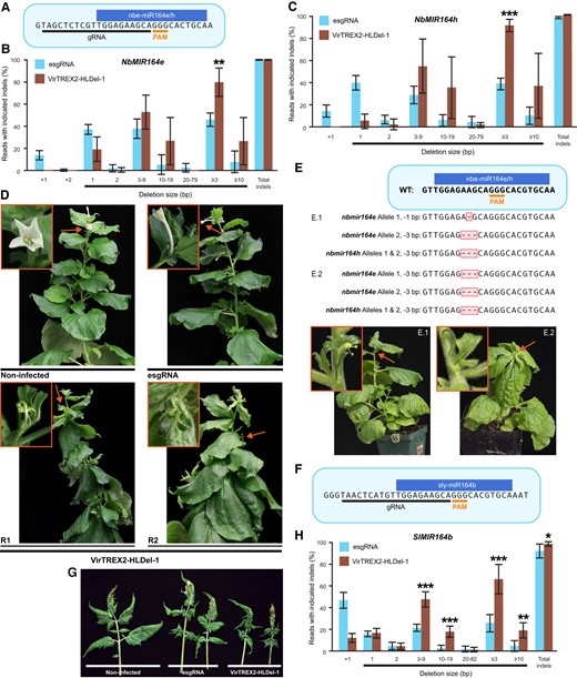Functional conservation and divergence of MIR164 in N.benthamiana and tomato as revealed by VirTREX2-HLDel. A) The CRISPR/Cas9 target site in NbMIR164e and NbMIR164h of N. benthamiana. PAM, protospacer adjacent motif. B) to C) The NbmiR164e/h editing frequency in systemic leaf 16th after 78 d postinfiltration. Data are presented as the mean ± Sd (n = 4). D)NbMIR164e and NbMIR164h knockout phenotypes in the infected plants. Photos were taken ∼2 mo postinfiltration. esgRNA, control vector without TREX2; VirTREX2-HLDel-1, vector with TREX2. R1 and R2 are 2 replicates infected by VirTREX2-HLDel-1. E) Phenotypes and genotypes of the progeny from the parental plant infected by VirTREX2-HLDel-1. F) The CRISPR/Cas9 target site in SlMIR164b of tomato. G)SlMIR164b knockout phenotypes in the infected plants. H) Multinucleotide deletions in the systemically infected leaves in tomato. Data are presented as the mean ± Sd (n = 6). The next-generation sequencing read filtering threshold of all the target genes in this figure is 1%. After filtering, the frequencies of remaining reads were normalized to sum to 100%. Statistical significance in this figure was determined using the 2-tailed t test in Microsoft Excel. *, **, and *** indicate significant difference from that of esgRNA at P < 0.05, P < 0.01, and P < 0.001, respectively.