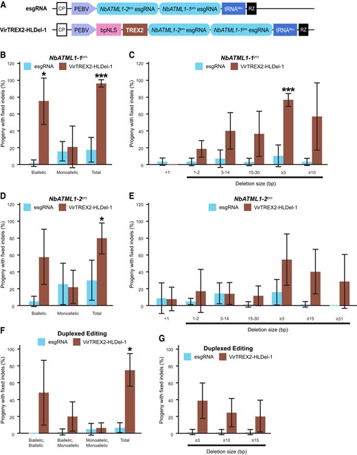 Multiplexed heritable multinucleotide deletions in N.benthamiana using VirTREX2-HLDel. A) Schematic representation of the TRV vector expressing TREX2 and esgRNAs fused to a tRNAIleu to promote RNA mobility. CP, coat protein; PEBV, pea early browning virus subgenomic promoter; bpNLS, bipartite NLS; RZ, terminating ribozyme; NbATML1-1pro, promoter of the putative ortholog of ATML1 in N. benthamiana. The gene ID is Niben101Scf00703g00003. The esgRNA targets the L1 cis-element of the promoter. NbATML1-2pro, promoter of the putative ortholog of ATML1 in N. benthamiana. The gene ID is Niben101Scf01158g03010. The esgRNA targets the L1 cis-element of the promoter. B), D), and F) The frequency of heritable gene editing in M1 seedlings. C), E), and G) The frequency of heritable multinucleotide deletions in M1 seedlings. Data are presented as the mean ± Sd (n = 4 parental plants for the control vector esgRNA; n = 3 parental plants for VirTREX2-HLDel-1). Statistical significance in this figure was determined using a 2-tailed t test in Microsoft Excel. *, **, and *** indicate significant difference from that of esgRNA at P < 0.05, P < 0.01 and P < 0.001, respectively.