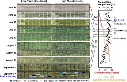 Plot design, timeline, and weather during 2020 field experiment. Each of the five tested hybrids were grown in four field plots at the Michigan State University research fields, in which two field plots received a side-dress N application (right) and two field plots did not receive a side-dress N application. The form and application rates of the side-dress N are described in Materials and methods. Aerial drone images of the field plots were collected on nine dates during the 2020 growing season, as indicated to the left of each image. The five hybrids described in this work were grown among a larger set of 21 hybrids, and their plot locations within the field are indicated with a map panel shown below the aerial images. To the right of the aerial drone images are graphs of daily temperature (black), cumulative growing degree days (orange), and cumulative rainfall patterns (red) during the growing season, which are aligned with the dates of each of the aerial drone images (left) and key developmental and sampling time points (right). DAP, days after planting. Planting occurred on May 25, 2020.