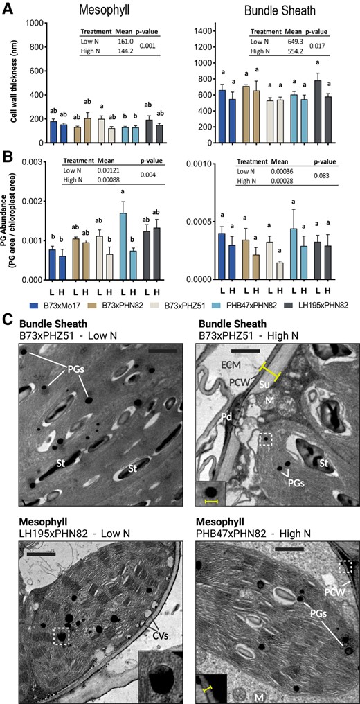 Quantification of cellular ultrastructural features at V15 reveal hybrid-specific effects on plastoglobule morphology and cell wall thickness. A) Cell wall thicknesses were measured from a minimum of three electron micrographs for each biological replicate (i.e. an individual maize plant). All measured thicknesses from each biological replicate were averaged to produce a single thickness value for each biological replicate that was then calculated and plotted as mean ± 1 SEM, n = 4. Statistical significance is indicated by letter code using Tukey's HSD with 95% confidence interval. Insets indicate N treatment effect on each trait with adjusted P-value according to Tukey's HSD. B) Plastoglobule (PG) cross-sectional diameters were measured for all plastoglobules visible within a minimum of five electron micrographs for each biological replicate (i.e. an individual maize plant). All measured diameters from each biological replicate were averaged to produce a single diameter value for each biological replicate that was then calculated and plotted as mean ± 1 SEM, n = 4. Statistical significance is indicated by letter code using Tukey's HSD with 95% confidence interval. Insets indicate N treatment effect on each trait with adjusted P-value according to Tukey's HSD. C) Representative electron micrographs from BS (top) and mesophyll (bottom), low N (left) and high N (right) conditions are presented from various hybrids. Yellow markings indicate how cell wall thickness and plastoglobule diameter were measured. Letters highlight selected ultrastructural features, including the extracellular matrix (ECM), primary cell wall (PCW), the suberin layer of the cell wall (Su), starch grains (St), mitochondria (M), plasmodesmal pits (Pd), cytosolic vesicles (CVs), and plastogobules (PGs). Regions highlighted in the insets are marked with dashed white boxes. All micrographs are shown at the same scale, black scale bars indicate 1 μm.