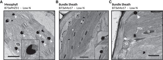 Unusual plastoglobule ultrastructural features are observed in low N-treated maize leaves at the V15 developmental stage. A) A representative micrograph of a mesophyll cell chloroplast with crescent-shaped plastoglobules, indicated with light gray arrowheads. B) Two plastoglobules were observed to span the chloroplast envelope membrane in this BS cell from B73×Mo17, both of which are magnified in the insets. C) In another instance from a B73×Mo17 BS cell, a lipid droplet was observed in contact with a chloroplast, indicated with a light gray arrowhead. The location of the insets are denoted with dashed white line. PGs, plastoglobules; St, starch, M, mitochondria. Black scale bars indicate 1 μm.