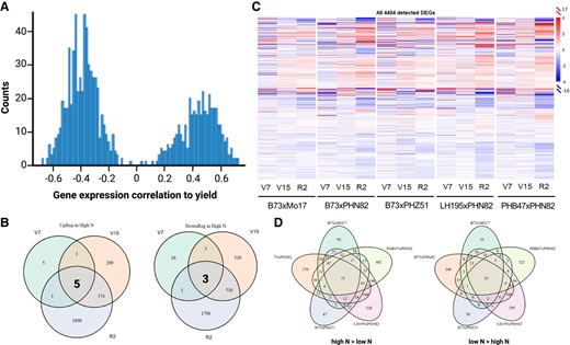 BRB-seq reveals mRNA accumulation patterns across hybrids and in response to side-dress N. A) Histogram of the Pearson correlation coefficients between each of the 1,368 DEGs at V15 stage genes with yield. B) Intersection of temporally conserved genes from bulk analysis. C) Heatmap of all 4,454 genes that are differentially expressed (with P-value <0.05) in at least one hybrid-developmental stage combination. D) Intersection of DEGs at R2 that are enhanced by side-dress N (left) and repressed by side-dress N (right).