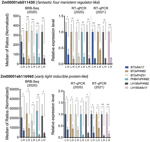 Site-year comparison of transcript expression. Transcript expression of three selected genes found to be downregulated in all five hybrids by the BRB-seq analysis in 2020. Expression levels were measured by RT-qPCR from the same dataset of 2020 as the BRB-seq, and from a replicate experiment in 2021. RT-qPCR expression is normalized to the Z. mays Ubiquitin2 housekeeping gene (Zm00001d053838). Error bars represent the mean ± 1 standard deviation, n = 3 (RT-qPCR) or n = 4 (BRB-seq). Asterisks indicate unpaired t-test values between high and low N treatments; *P < 0.1, **P < 0.01, ***P < 0.001.