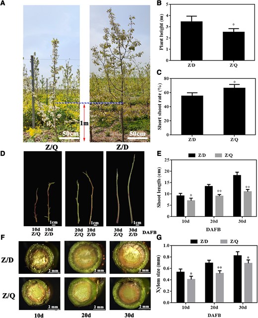 “Yunnan” quince induced the dwarfing of “Zaosu” pear. A) “Zaosu” pear grafted on “Duli” and “Yunnan” quince rootstocks. B) Plant height and C) short shoot rate of Z/D (“Zaosu”/“Duli”) and Z/Q (“Zaosu”/“Yunnan” quince). D) Annual shoots of Z/D and Z/Q at 10, 20, and 30 DAFB. DAFB, days after full bloom. E) Annual shoot length of Z/D and Z/Q at 10, 20, and 30 DAFB (images were digitally extracted for comparison). Bar, 1 cm. F) Cross section and G) xylem size of annual shoots at 10, 20, and 30 DAFB. Data are presented as the mean ± Sd (n = 9). Data were analyzed using Student’s t-test: *P < 0.05, **P < 0.01.