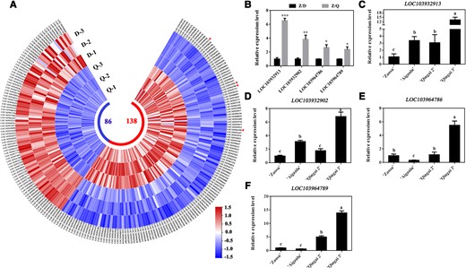 PbNAC71 was isolated as a dwarfism-related gene. A) Heat map of DEGs. D, the annual shoots of “Zaosu”/“Duli”; Q, the annual shoots of “Zaosu”/“Yunnan” quince. B) Relative expression levels of LOC103932913, LOC103932902, LOC103964786, and LOC103964789. Data are presented as the mean ± Sd (n = 3). Data were analyzed using Student’s t-test: *P < 0.05, **P < 0.01. Expression levels of (C) LOC103932913, (D) LOC103932902, (E) LOC103964786, and (F) LOC103964789 in “Aiganlu”, “Qingai 2”, “Qingai 3”, and “Zaosu” pear. Data are presented as the mean ± Sd (n = 3). Different letters indicate significant differences (P < 0.05, one-way ANOVA with Tukey’s test).