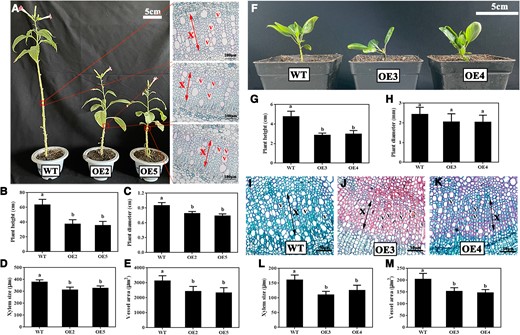 Overexpression of PbNAC71-induced dwarfism in OHF-333 and N. benthamiana. A) Four-month-old wild-type and transgenic tobacco plants (Bars, 5 cm) and their stem cross-sections (Bar, 100 μm). WT, wild type. OE2/5, transgenic N. benthamiana overexpressing PbNAC71. The red arrow refers to the xylem of transgenic N. benthamiana. X, xylem; V, vessel. B) Height and C) diameter of WT and transgenic N. benthamiana plants. D) Xylem size and E) vessel area of WT and transgenic N. benthamiana plants. Data are presented as the mean ± Sd (n = 15). Different letters indicate significant differences (P < 0.05, one-way ANOVA with Tukey’s test). F) WT and transgenic OHF-333 at 2 mo after transplanting. Bar, 5 cm. OE3/4, transgenic OHF-333 overexpressing PbNAC71. G) Height and H) diameter of WT and transgenic OHF-333 plants. Data are presented as the mean ± Sd (n = 5). Different letters indicate significant differences (P < 0.05, one-way ANOVA with Tukey’s test). I to K) Stem cross-sections of WT and transgenic OHF-333 plants. The black arrow refers to the xylem of transgenic OHF-333. Bar, 50 μm. L) Xylem size and (M) vessel area of WT and transgenic OHF-333 plants. Data are presented as the mean ± Sd (n = 15). Different letters indicate significant differences (P < 0.05, one-way ANOVA with Tukey’s test).