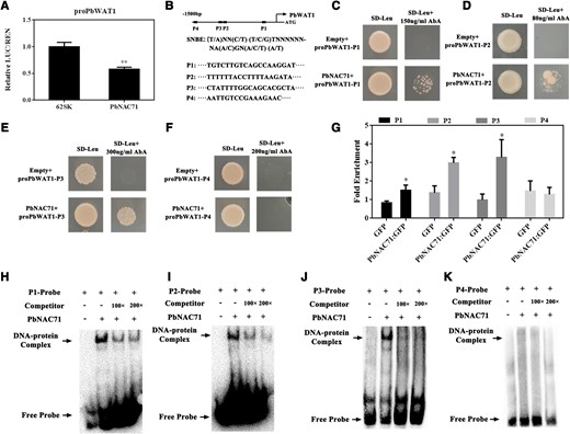 PbNAC71 was able to bind to the SNBEs of the PbWAT1 promoter and affect expression. A) The dual-luciferase assay indicated PbNAC71 represses the PbWAT1 promoter activity. LUC, firefly luciferase; REN, Renilla luciferase. 62SK, empty pGreenII 0029 62-SK binary vector as control. B) Three SNBEs in the PbWAT1 promoter (P4 fragment as a control). C to F) Y1H, G) ChIP-qPCR, and H to K) EMSA results verified the binding of PbNAC71 to the SNBEs in the PbWAT1 promoter. SD−, synthetic dropout nutrient medium. Data are presented as the mean ± Sd (n = 3). Data were analyzed using Student’s t-test: *P < 0.05, **P < 0.01.