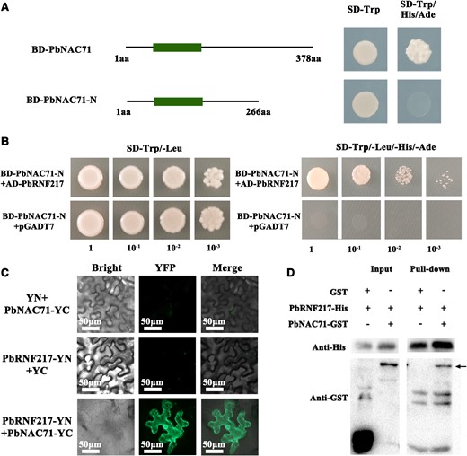 PbRNF217 interacted with PbNAC71. A) Analysis of the self-activation of PbNAC71. aa, amino acid; SD−, synthetic dropout nutrient medium; BD, pGBKT7 vector. B) The Y2H assay verified the interaction between PbRNF217 and PbNAC71. C) Interaction between PbRNF217 and PbNAC71 as determined by the BiFC assay. The PbNAC71-YC + YN (YFPN) and YC (YFPC) + PbRNF217-YN pairs were used as negative controls. Bar, 50 μm. D) The pull-down assay confirmed the interaction between PbRNF217 and PbNAC71. The PbRNF217-His protein was first incubated with anti-His magnetic beads and then the mixture was incubated with GST or PbNAC71-GST. The bound proteins were eluted and detected using anti-GST and anti-His antibodies. The black arrow refers to immunoblot of PbNAC71-GST.
