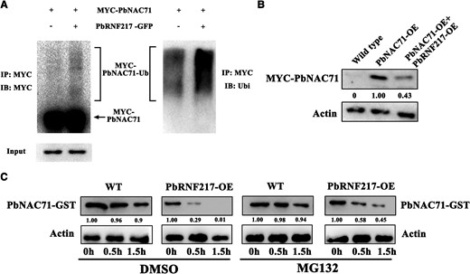 PbNAC71 was ubiquitinated by PbRNF217 and then degraded. A) PbRNF217 promotes the ubiquitination of PbNAC71 in N. benthamiana leaves. MYC-PbNAC71 was expressed alone or co-expressed with PbRNF217-GFP in N. benthamiana leaves. The proteins immunoprecipitated using the anti-MYC antibody were analyzed in a western blot involving anti-MYC and antiubiquitin antibodies. IP, immunoprecipitate; IB, immunoblot; Ubi, ubiquitin. B) The abundance of MYC-PbNAC71 in “Duli” roots was analyzed by immunoblotting using the anti-MYC antibody. OE, overexpressing. C) Degradation of PbNAC71 mediated by PbRNF217 in a cell-free system. Proteins were extracted from the PbRNF217-OE “Duli” roots or the wild-type “Duli” roots and then incubated with PbNAC71-GST and MG132 or DMSO for 0, 0.5, and 1.5 h at 22 °C. The abundance of PbNAC71 was determined via a western blot analysis involving the anti-GST antibody. β-Actin was used as the reference protein. WT, wild type.