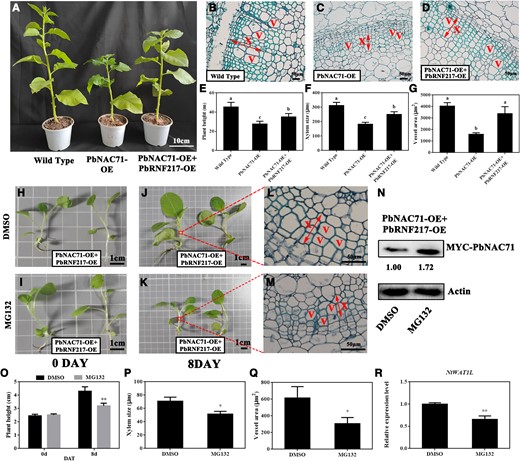 The PbRNF217-promoted degradation of PbNAC71 affected plant dwarfism. A) Two-month-old wild-type (WT), single-transgenic, and double-transgenic N. benthamiana plants. Bar, 10 cm. OE, overexpressing. Stem cross-sections of (B) WT, (C) single-transgenic, and (D) double-transgenic N. benthamiana plants. Bar, 50 μm. E) Height, F) xylem size, and G) vessel area of WT, single-transgenic, and double-transgenic N. benthamiana plants. Data are presented as the mean ± Sd (n = 15). Different letters indicate significant differences (P < 0.05, one-way ANOVA with Tukey’s test). H to K) Double-transgenic N. benthamiana plants treated with DMSO or MG132 for 0 and 8 d. L to M) Stem cross-sections of double-transgenic N. benthamiana plants treated with DMSO or MG132 at 8 DAT. Bars, 50 μm. The arrow refers to the xylem of transgenic N. benthamiana. N) Abundance of MYC-PbNAC71 in double-transgenic N. benthamiana plants at 8 DAT. The protein was detected using the anti-MYC antibody. O) Height of double-transgenic N. benthamiana plants before and after the treatment. P) Xylem size and Q) vessel area of double-transgenic N. benthamiana plants treated with DMSO or MG132 at 8 DAT. Data are presented as the mean ± Sd (n = 15). R)NtWAT1L expression level in double-transgenic N. benthamiana plants treated with DMSO or MG132 at 8 DAT. X, xylem; V, vessel. Data are presented as the mean ± Sd (n = 3). The asterisks in (O) to (R) indicate significant differences as determined by independent t-tests (*P < 0.05, **P < 0.01).