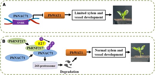 Proposed model for the regulatory effects of PbRNF217–PbNAC71–PbWAT1 on pear dwarfism. A) PbNAC71 inhibits xylem and vessel development by downregulating PbWAT1 expression. SNBE, secondary wall NAC-binding elements. B) PbRNF217 regulates plant height and xylem development via the ubiquitination of PbNAC71. U, ubiquitin. Pointed arrows indicate positive regulation. Flat head arrow indicates negative regulation.