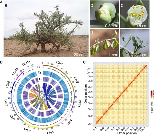 Morphology and genomic features of Z. xanthoxylum. A) The plant (a), bud (b), flower (c), capsule (d) and succulent leaf (e) of Z. xanthoxylum. B) Characteristics of the Z. xanthoxylum genome. The outermost ring of the circos plot represents 11 pseudochromosomes; (a to c) represents the distribution of GC density, repeat density, and gene density, respectively; central lines represent the links between syntenic genes. C) Hi-C interaction heatmap of Z. xanthoxylum. The color key of the heatmap ranging from light yellow to dark brown indicated the frequency of Hi-C interaction links from low to high.