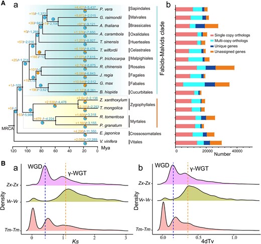 Evolutionary analysis of Z. xanthoxylum. A) A phylogenetic tree based on the amino acid sequences encoded by single-copy gene families from 17 species (a) and comparison of gene families (b). Positive and negative numbers on the branches in (a) represent expansion and contraction gene families, respectively. The stacked-column plots in (b) show the numbers of single-copy, multicopy, unique, and unclustered genes for each species. MRCA, most recent common ancestor; Mya, million years ago. B) WGD event in Z. xanthoxylum. The genome duplication in Z. xanthoxylum (Zx-Zx), V. vinifera (Vv-Vv), and T. mongolica (Tm-Tm) was revealed through synonymous substitution rate (Ks) (a) and 4-fold degenerate site transversion (4dTv) analysis (b). WGD,s whole-genome duplications; γ-WGT, a γ paleohexaploidization event in the core eudicot lineage.