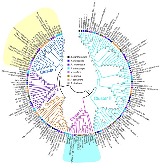 Phylogenetic relationship of HAK/KUP/KT family in different plants. Phylogenetic tree was constructed based on the amino acid sequences using neighbor-joining method. Bootstrap support values ≥50% are shown above the branches. The open square in the cluster IV represents the members involved in Na+ transport in the other plants; species abbreviations in front of genes marked by open square in cluster IV: Pp, P. patens; Pha, Phragmites australis; Zm, Z. mays; Os, O. sativa; Sl, S. lycopersicum.