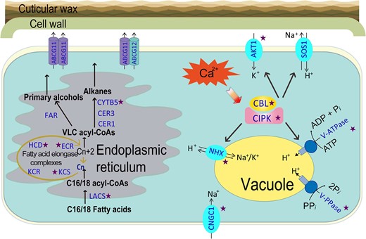 Schematic diagram of the transport and homeostasis of Na+ and K+ and the formation of main components of cuticular wax in the cell of Z. xanthoxylum. The star beside the gene name indicates that the number of orthologs in Z. xanthoxylum was higher than in A. thaliana. The genes are highlighted in blue with capital abbreviations. Refer to the text for an explanation of genes depicted.