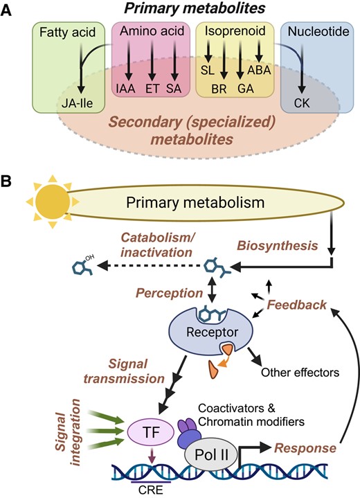 Common themes in plant hormone biosynthesis and signaling. A) Phytohormones can be viewed as secondary (i.e. specialized) metabolites that are derived from several major classes of primary metabolites. Some hormones, including JA-Ile and cytokinin (CK), are synthesized from more than one primary metabolite class. Peptide hormones are omitted for simplicity. B) Phytohormone-response pathways consist of several highly integrated processes (bold text) that collectively modulate the activity of one or more effectors. Hormone biosynthetic pathways utilize precursors from primary metabolism and give rise to bioactive compounds whose intracellular concentrations are several orders of magnitude below those of primary metabolic precursors. Bioactive hormones (depicted as a generic chemical structure) are subject to oxidation, conjugation, and other catabolic reactions that inactivate the signal (dashed arrow). Hormone perception is mediated by specific proteinaceous receptors. Many receptors are associated with a ligand-induced enzymatic activity (small curved arrow). Ligand binding transmits the signal to a downstream effector such as a TF. Effector TFs bind to specific cis-regulatory elements (CRE) in response genes and work together with various coactivators and chromatin-modifying enzymes to control the rate of transcription via RNA polymerase II (Pol II). TFs and other effectors generate physiological responses. These responses are subject to multiple levels of feedback regulation, for example, as a means of preventing the overactivation of a response. Hormone-responsive TFs are subject to many additional layers of regulation, including inputs from multiple developmental and environmental signals (green arrows). As a consequence, the expression of any given target gene is context dependent; effector TFs constitute the apex of the regulatory hierarchy, with hormone-receptor inputs serving a condition-specific role. ABA, abscisic acid; BR, brassinosteroid; ET, ethylene; GA, gibberellin; IAA, indole acetic acid (auxin); SA, salicylic acid; SL, strigolactone.