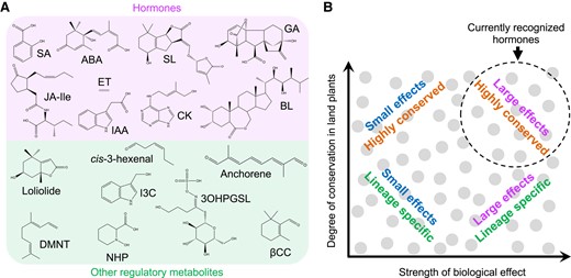 Diversity of plant regulatory metabolites. A) Chemical structures of currently recognized phytohormones (top group) and representative regulatory metabolites (bottom group). B) Plant regulatory metabolites (gray circles) differ not only in their chemical structures but also in their phylogenetic distribution (y axis) and range of biological effects (x axis). For example, phytohormone action is typically linked to the differential expression of hundreds (or thousands) of genes, whereas other regulatory metabolites modulate the expression of a smaller set of genes. Owing to their strong biological effects and high degree of conservation in land plants, currently recognized phytohormones tend to occupy the upper right quadrant (dashed circle) of the plot. 3OHPGSL, 3-hydroxypropylglucosinolate; ABA, abscisic acid; BL, brassinolide; CK, cytokinin (trans-zeatin); DMNT, (E)-3,8-dimethyl-1,4,7-nonatriene; ET, ethylene; GA, gibberellic acid (GA3); I3C, indole-3-carbinol; IAA, indole-3-acetic acid (auxin); Jasmonic acid (JA)-Ile, jasmonoyl-L-isoleucine; NHP, N-hydroxy-pipecolic acid; SA, salicylic acid; SL, strigolactone (strigol); βCC, β-cyclocitral.