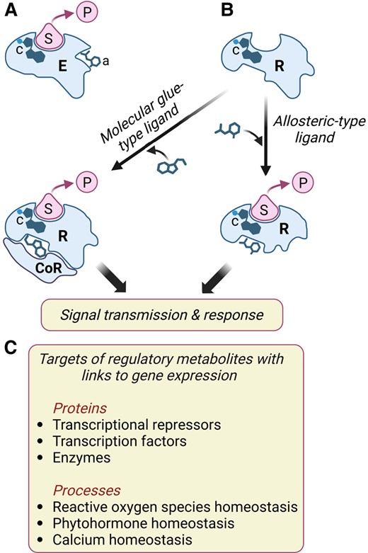 Low-molecular-weight metabolites interact with target proteins to modulate cellular processes that affect gene expression. A) Schematic diagram of an enzyme (E) interacting with its substrate (S) to generate a product (P). Enzymes often contain cofactors (c) to assist in catalysis and may also bind allosteric modulators (a) that positively or negatively regulate catalysis through conformational changes in the active site. B) Small molecules bind to proteinaceous receptors (R) and transmit information via 2 general mechanisms. First, and analogous to enzyme–metabolite interactions, allosteric-type ligands induce a conformational change in the receptor, which in turn propagates the signal (e.g. ABA, GA, and SL perception). Second, binding of molecular glue-type ligands creates a unique surface that interacts with a coreceptor (CoR) protein (e.g. IAA, JA, and BR perception). Many currently recognized phytohormone receptors possess (or are associated with) an enzymatic activity involved in signal transmission. Some plant receptors, including TIR1 and COI1, are associated with a cofactor (c) that is required for receptor structure and function. C) Examples of how gene expression may be modulated by the interactions of specific proteins or cellular processes with low-molecular-weight metabolites other than known phytohormones. See main text for details.