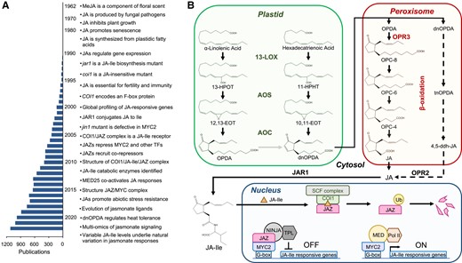 Major advances in elucidating the jasmonate pathway. A) Substantial milestones in jasmonate research are listed together with the number of jasmonate-related publications, based on the results of a 2023 PubMed search for “jasmonate.” Due to space constraints, not all milestones are included. See Wasternack (2015) for a comprehensive history of jasmonate research. B) Scheme of JA-Ile biosynthesis and signaling. See main text for details. 10,11-EOT, (11S)-10,11-epoxy-octadecatrienoic acid; 11-HPHT, 11(S)-hydroperoxy-hexadecatrienoic acid; 12,13-EOT, (13S)-12,13-epoxy-octadecatrienoic acid; 13-HPOT, 13(S)-hydroperoxy-octadecatrienoic acid; 13-LOX, 13-LIPOXYGENASE; 4,5-ddh-JA, 4,5-didehydro JA; AOC, ALLENE OXIDE CYCLASE; AOS, ALLENE OXIDE SYNTHASE; COI1, CORONATINE INSENSITIVE 1; dnOPDA, dinor-oxo-phytodienoic acid; JA, (+)-7-iso-jasmonic acid; JA-Ile, (+)-7-iso-jasmonoyl-isoleucine; JAZ, JAZMONATE ZIM DOMAIN; MED, MEDIATOR complex; NINJA, NOVEL INTERACTOR OF JAZ; OPC-4, 3-oxo-2-(2-(Z)-pentenyl cyclopentane-1-butanoic acid; OPC-6, 3-oxo-2-(2-(Z)-pentenyl)-cyclopentane-1-hexanoic acid); OPC-8, 3-oxo-2-(2-(Z)-pentenyl)-cyclopentane-1-octanoic acid; OPDA, 12-oxo-phytodienoic acid; OPR2, OPDA REDUCTASE 2; OPR3, OXO-PHYTODIENOIC ACID REDUCTASE 3; Pol II, RNA polymerase II; SCF, SKP1-CUL1-F-box; tnOPDA, tetranor-OPDA; TPL, TOPLESS; Ub, ubiquitin.