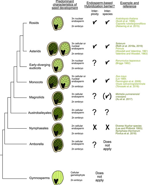 Widespread occurrence of EBBs. The presence of endosperm corresponds closely with the emergence of robust hybridization barriers. In gymnosperms, embryo development is supported by the enlarged female gametophyte (denoted by parallel lines), whereas angiosperms have successfully integrated fertilization with the formation of a nourishing endosperm tissue. The endosperm may initiate as a cellular structure, as seen in ANA (Amborella, Nymphaeales, and Austrobaileyales) species that are sister lineages to all other angiosperms (indicated by the checkerboard pattern), or as a coenocyte where initial nuclear divisions are not synchronized with cellularization (depicted by the dotted pattern). References for each category of barriers are provided; for a more comprehensive exploration of reported barriers, we direct readers to Coughlan (2023). References in light green refer to barriers occurring in nuclear-type endosperm. Dark green references refer to cellular-type barriers. Checkmarks symbolize presence of EBBs. Brackets symbolize that insufficient data are available to determine whether the endosperm is affected in hybrid seeds. Question marks symbolize that no data are available yet.