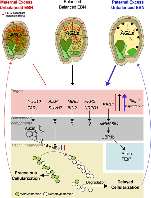 Molecular pathways underlying endosperm-based interploidy and interspecies barriers. Maternal Pol IV–dependent siRNAs act as dosage-dependent repressors of AGL MADS-box genes. Increased dosage of siRNAs in maternal excess crosses corresponds with strong AGL repression (reflected by blunt-ended arrows; thickness of the arrows corresponds to intensity of repression) and early endosperm cellularization, while decreased siRNA dosage in paternal excess crosses corresponds with increased AGL abundance and late endosperm cellularization. High and low AGL dosage causes increased or decreased expression of downstream AGL targets, respectively, including auxin biosynthesis genes. Downstream direct or indirect targets of this signaling cascade are genes involved in pectin metabolism, including pectin methylesterase (PME) genes. Demethylesterification exposes pectin to pectin–degrading enzymes, thereby establishing a connection between the expression level of AGLs and the timing of endosperm cellularization. Abundance of AGLs and their downstream targets in response to hybridization are depicted by red (low), gray (balanced), and blue (high) arrows. Light and dark green endosperm regions mark micropylar and chalazal domains, respectively. ADM, ADMETOS; AGLs, AGAMOUS-LIKE genes; EBN, endosperm balance number; IKU2, HAIKU2; MINI3, MINISEED3; NRPD1, NUCLEAR RNA POLYMERASE D1; PEG2, PATERNALLY EXPRESSED GENE2; UBP1, OLIGOURIDYLATE BINDING PROTEIN 1B; PKR2, PICKLE RELATED2; SUVH7, SU(VAR)3–9 HOMOLOG 7; TAR1, TAA1-RELATED1; TEs, transposable elements; YUC10, YUCCA10.