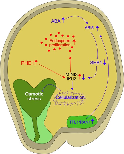 Regulation of endosperm cellularization by antagonizing activities of auxin and ABA. ABA activates the downstream transcription factor ABI5, which, in turn, is stabilized by mobile factors such as TFL1, which is transported from the chalazal region to the peripheral endosperm. The mobilization of TFL1 is facilitated by RAN1. ABI5, under the influence of ABA, exerts its regulatory function by downregulating SHB1. SHB1 is a positive regulator of 2 critical genes, MINI3 and IKU2, both of which are direct targets of PHE1. MINI3 and IKU2 act as positive regulators of endosperm proliferation (symbolized by red dots). The repression of MINI3 and IKU2 via the ABA pathway likely promotes endosperm cellularization. Failure of endosperm cellularization can trigger an osmotic stress response in the embryo. Red arrows in this network represent the auxin-PHE1 pathway, and blue arrows highlight the ABA signaling pathway. Upward-pointing arrows reflect increased expression or activity, while downward-pointing arrows reflect decreased expression or activity. Arrows with blunt ends reflect repressive activity. Light and dark green endosperm regions mark micropylar and chalazal domains, respectively. ABI5, ABSCISIC ACID-INSENSITIVE5; IKU2, HAIKU2; MINI3, MINISEED3; PHE1, PHERES1; RAN1, Ras-related nuclear GTPase1; SHB1, SHORT HYPOCOTYL UNDER BLUE1; TFL1, TERMINAL FLOWER1.
