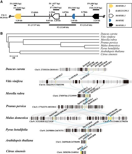 MYB gene cluster in Chinese bayberry and other eudicots. A) Physical locations of four MrMYBs in a cluster of 40.20 kb in size on chromosome 6 of the Chinese bayberry genome. B) Conserved collinear blocks at the MYB cluster loci in Chinese bayberry and other eudicots. Yellow lines represent the MYB genes in different species. Blue lines depict the collinear relationship of MYBs among various species.