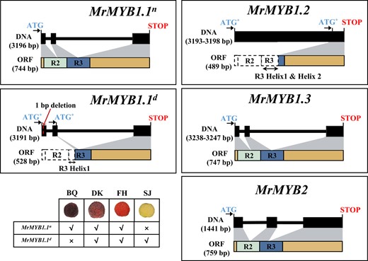 Schematic diagram showing the DNA and protein sequences of four MrMYBs as well as two MrMYB1.1 alleles in Chinese bayberry. “BQ”, “DK”, “FH”, and “SJ” represent “Biqi”, “Dongkui”, “Fenhong”, and “Shuijing”, respectively. ATG* stands for alternative start codon.