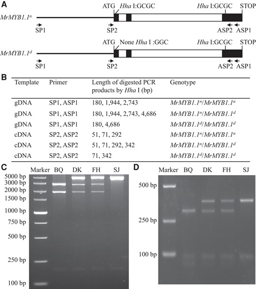 Genotyping of MrMYB1.1 using CAPS markers. A) Schematic diagram of CAPS markers for gDNA and cDNA genotyping. Black lines represent promoters. Solid black boxes represent exons. Hollow black boxes represent introns. B) Basic information on CAPS markers for gDNA and cDNA genotyping. C and D) CAPS genotyping of four cultivars at genomic (C) and transcript (D) levels. “BQ”, “DK”, “FH”, and “SJ” represent “Biqi”, “Dongkui”, “Fenhong”, and “Shuijing”, respectively.