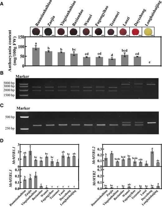 MrMYB cluster members in 10 Chinese bayberry cultivars with different ripe fruit colors. A) Anthocyanin content in ripe fruit. FW, fresh weight. Bar, 1 cm. B and C)MrMYB1.1 genotyping at genomic (B) and transcript (C) levels using CAPS. D) Relative expression of MrMYB cluster members in ripe fruit. Averaged data (± SE) from three independent biological replicates, with five fruits for each replicate, are shown. Statistical analysis was performed using one-way ANOVA test and same letter indicates no significant difference (P < 0.05).