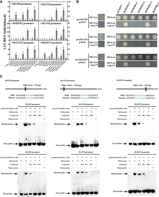 Interaction of MrMYB cluster members with the promoters of anthocyanin biosynthetic/transport-related genes. A) Effects of MrMYB cluster members, alone or in combination with MrbHLH1, on the promoter activity of anthocyanin biosynthetic/transport-related genes measured by dual-luciferase assays. Averaged data (± SE) from three independent biological replicates, with each replicate including six leaf discs (6 mm in diameter) taken from one plant, are shown. Statistical analysis was performed using one-way ANOVA test and same letter indicates no significant difference (P < 0.05). B) Yeast one-hybrid assays on the interactions of MrMYB cluster members with the promoters of MrCHI, MrANS, and MrGST1. C) EMSA showing the binding of MrMYB1.1n and MrMYB1.3-1 to the promoters of MrCHI, MrANS, and MrGST1.