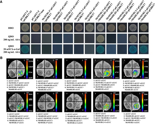 Interaction of MrMYB cluster members with MrbHLH1. A) Yeast two-hybrid assays revealed the interactions of MrMYB cluster members with MrbHLH1. The DDO (double dropout supplements) medium (SD/-Leu/-Trp) and QDO (quadruple dropout supplements) medium (SD/-Trp/-Leu/-His/-Ade) were used as selective media. AbA, aureobasidin. B) Firefly LCI on the direct interactions of MrMYB cluster members with MrbHLH1 in N. benthamiana leaves. Three independent biological replicates, with each replicate including three leaves taken from one plant, were performed. The experiments were repeated three times independently with similar results.