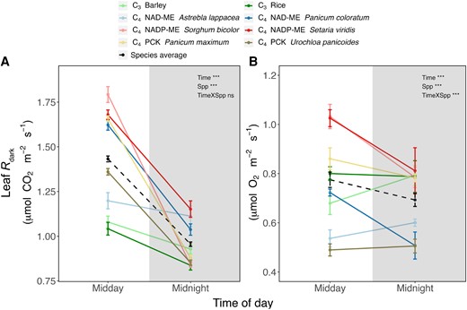 Rate of leaf dark respiration (Rdark) of C3 and C4 species expressed per leaf surface area, at midday and midnight (solid lines). A) CO2-based Rdark. B) O2-based Rdark. Dash lines indicate the averaged Rdark across the 8 species. Unshaded and shaded regions denote day and night, respectively. Data are presented as mean ± SE at midday and midnight. Statistical results of a 2-way ANOVA examining time and/or species (Spp) are indicated on the figures (***, P < 0.001; ns, not significant). See Table 1 for apparent RQ values calculated via comparison of rates CO2-based and O2-based rates of Rdark.