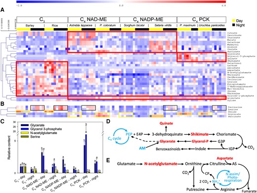 Metabolomic analysis of dark-adapted C3 and C4 leaves at midday and midnight. A) Heatmap of metabolites showing significant differences among photosynthetic types (2-way ANOVA, P < 0.01). The metabolites are grouped by hierarchical clustering (Pearson correlation), and the most visible clusters are framed with red lines. B) Metabolites associated with a midday/midnight effect. Yellow and black frames are used to highlight the most visible changes at midday and midnight, respectively. C) Barplot showing metabolites (mean ± SE) influenced by a type × time interaction effect (sample size = 3 to 6 per bar; see Supplementary Data Set 1). Letters indicate significant statistical differences. Metabolite contents are made relative to the average value of those in C3 species at midday. D and E) Summary of benzoxazinoid and polyamine metabolism, respectively. These secondary pathways involve some important metabolites quantified in this study (colored as red text) and may alter the contents of these metabolites. AS, argininosuccinate; CP, carbamoyl-phosphate; E4P, erythrose 4-phosphate; G3P, glyceraldehyde 3-phosphate; IGP, indole glycerolphosphate; PEP, phosphoenolpyruvate.