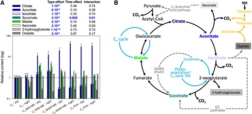 Relative content of organic acids in dark-adapted C3 and C4 leaves sampled at midday and midnight. A) Barplot (mean ± SE) showing the organic acid content relative to those of C3 leaves at midday, with significant P-values (i.e. P < 0.01; ANOVA) being highlighted in blue (sample size = 3 to 6 per bar; see Supplementary Data Set 1). B) Summary of organic acid metabolism including the C4 cycle (light blue), the GABA shunt, the ICL pathway (incl. glyoxylic cycle) and the C5 branched acid pathway (dashed gray), and ascorbate metabolism (orange). BM, benzoxazinoid metabolism; CoA, coenzyme A; GABA, γ-aminobutyrate; ICL, isocitrate lyase; TA, transaminase.