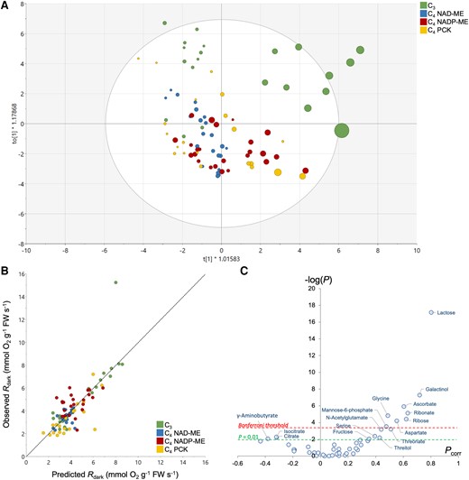Multivariate OPLS analysis of metabolites taking respiratory O2 consumption as an objective response variable. A) Score plot of the OPLS discriminating samples along the x axis, colored by photosynthetic types. The respiration rate is reflected in the size of the disc (i.e. faster the rate, bigger the disc size). A version of the score plot colored by sampling timepoints is shown in Supplementary Fig. S3. B) Relationship between OPLS-generated and measured respiration rates (predicted Rdark and observed Rdark, respectively). The regression line is y = 0.9986x—0.0168, R² = 0.61. C) Volcano plot highlighting the best metabolic drivers of respiration, where −log(P) indicates the −log of P-values obtained from ANOVA testing metabolites versus respiration relationship and Pcorr is the loading of the OPLS.