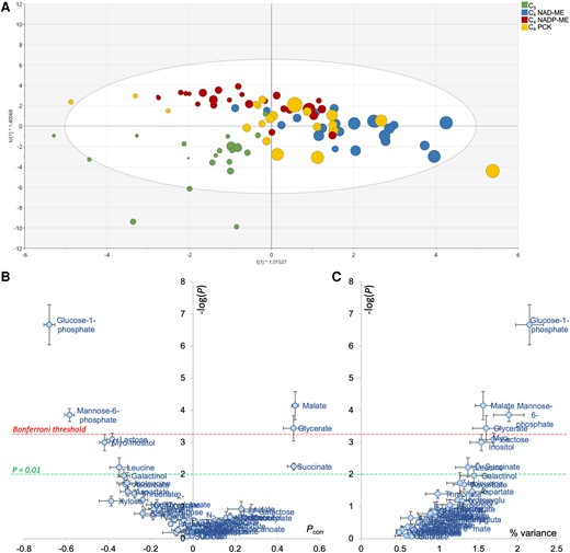 Multivariate OPLS analysis of metabolites taking respiratory quotient (RQ) as an objective response variable. A) Score plot of the OPLS discriminating samples along the x axis, colored by photosynthetic types. The RQ value is reflected in the size of the disc (i.e. higher the RQ value, bigger the disc size). B) Volcano plot highlighting the best metabolic drivers of RQ, where −log(P) indicates the −log of P-values obtained from ANOVA testing metabolites versus RQ relationship and Pcorr is the loading of the OPLS. Datapoint shown here are average ± SD of 3 OPLS models to test sample swapping, and the robustness of the volcano plot is demonstrated regardless of the OPLS model used. C) Relationship between the ANOVA P-values (log-scale) and the percentage of explained RQ variance.