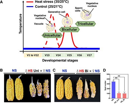 Heat stress during the unicellular and bicellular stages of pollen development reduces seed set in maize. A) Experimental setup. Maize plants were grown in control conditions (25 °C/21 °C light/dark period) until they reached either the unicellular or bicellular stage of pollen development. Stages were identified according to Begcy and Dresselhaus (2017). At either stage V13 (unicellular; red dotted line) or V15 (bicellular; red line), plants were exposed to moderate heat stress (35 °C/25 °C light/dark period) for 48 h and afterward transferred back to control conditions until maturity. Blue line indicates (NS) conditions. NS cobs were pollinated with either NS pollen (NS × NS), (B) HS pollen at the unicellular stage (♂HS Uni × ♀NS), or (C) HS pollen at the bicellular stage (♂HS Bi × ♀NS). Images were digitally extracted for comparison. D) Seed set was strongly reduced after pollinating with HS pollen, regardless of the pollen developmental stage in which heat stress was applied. n = 15 for panels B) and C). Data are presented as the mean ± Sd. Two asterisks indicate significant difference at P < 0.001; 1-tailed t test comparing HS (red) with NS (blue) samples.