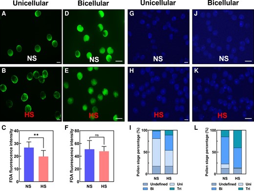 Heat stress at the unicellular and bicellular stages accelerates pollen development. A) Pollen stained with FDA after NS and (B) HS treatment at the unicellular stage. C) Quantification of enzymatic activity of pollen shown in A) and B). D) Pollen stained with FDA after NS and (E) HS treatment at the bicellular stage. F) Quantification of enzymatic activity of pollen shown in D) and E). G) DAPI staining of NS and (H) HS pollen at the unicellular stage. I) Quantification of pollen shown in G) and H). Steel blue, undefined stage; artic blue, unicellular stage; azure blue, bicellular stage; and teal blue, tricellular stage of maize pollen development. J) DAPI staining of NS and (K) HS pollen at the bicellular stage. L) Quantification of pollen shown in J) and K). For description, see I). Data are presented as the mean ± Sd. n = 400 to 500. Scale bars = 50 μm. Two asterisks indicate significant difference at P < 0.001; 1-tailed t test comparing HS (red) with NS (blue) samples.